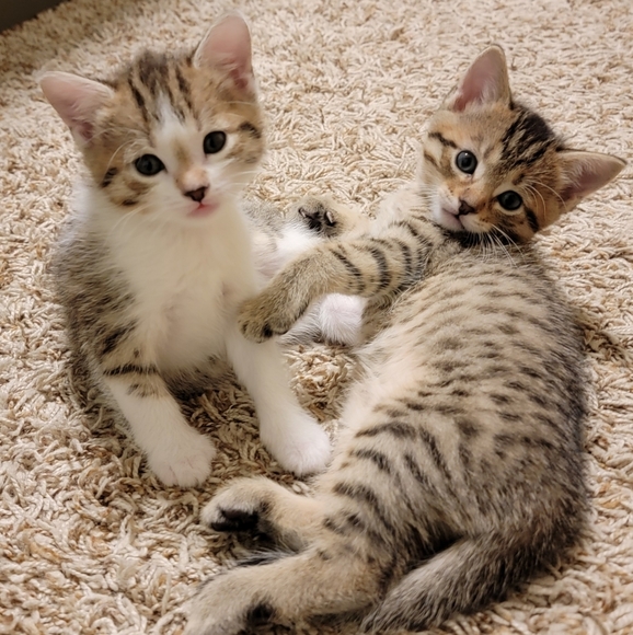 Meet your Posher, Rachel - Picture 1 of 1